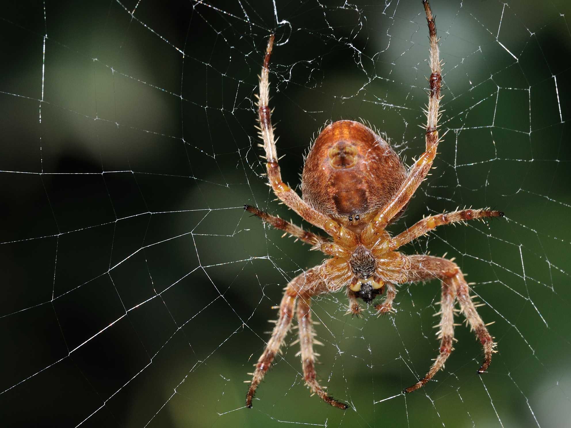 Araneus sp.